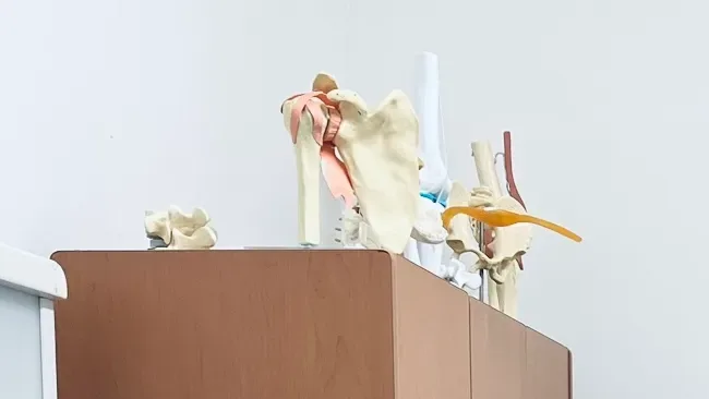 Modelos anatómicos en el consultorio del doctor